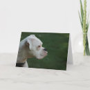 Suche nach hundefoto karten Haustier