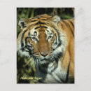 Suche nach orange augen postkarten Tiger