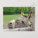 Suche nach lustiger esel postkarten Foto
