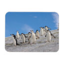 Suche nach die antarktis magnete Polar