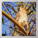Recherche de faucon art Oiseau de proie