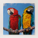 Recherche de perroquets sauvages puzzles Macaw