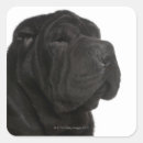 Suche nach shar pei aufkleber Hund