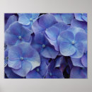 Recherche de hortensias posters Nature