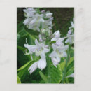 Suche nach hosta postkarten Blume