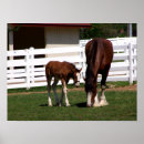 Suche nach momma poster Tiere
