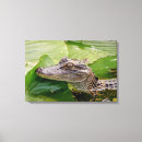 Suche nach alligator leinwandbilder Tierwelt