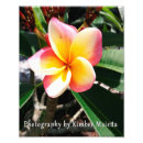 Suche nach plumeria kunst Pflanze