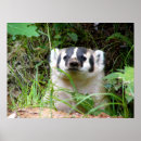 Recherche de blaireaux art Faune