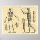 Suche nach anatomy poster Diagram