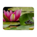Recherche de taureaux magnets Faune
