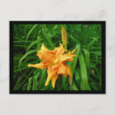 Suche nach taglilie postkarten Blühen