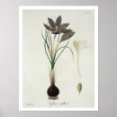 Recherche de safran posters Botanique