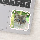 Suche nach gerahmtes bild Katze