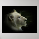 Recherche de lion blanc posters Lions blancs