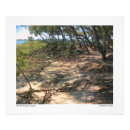 Suche nach mangroven poster Foto