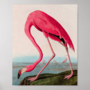 Recherche de flamant américain posters John james audubon
