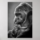 Suche nach baby gorilla poster Niedliche tiere
