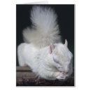 Suche nach weißes eichhörnchen postkarten Grau