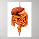 Suche nach verdauungssystem poster Menschlicher darm