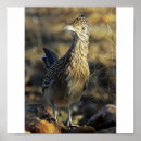 Recherche de roadrunner posters Animaux