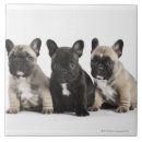 Recherche de trois carreaux Animaux
