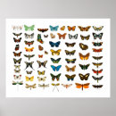 Suche nach vintage butterfly poster Papier