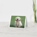 Suche nach dosen dosen dosen karten Goldene retriever