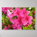 Recherche de rhododendron rose Rhododendrons