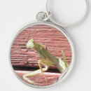 Recherche de mantid Mante