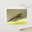 Recherche de prédateur cartes postales Photographie de la nature