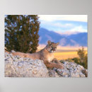 Suche nach berglöwen poster Natur