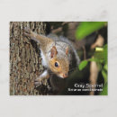 Suche nach graues eichhörnchen postkarten Fotografie