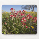Recherche de castilleja Paysage