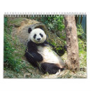 Recherche de panda photographie Faune