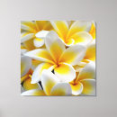 Suche nach frangipani leinwandbilder Plumeria