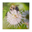 Suche nach honigbiene fliesen Sommer