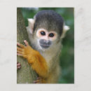 Recherche de singes cartes postales Mignonette