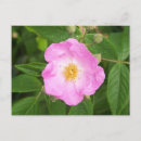 Suche nach wilde rose poster Flora