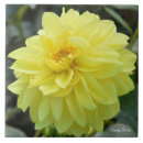 Suche nach dahlie blume fliesen Dahlien
