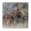Recherche de veau carreaux Bébé