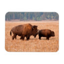 Recherche de veau magnets Bison