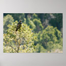 Suche nach falken poster Raubvogel