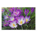 Recherche de crocus de ressort Pourpre