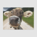 Recherche de cow tissue paper Découpage