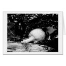 Recherche de protecteur cartes postales Nature