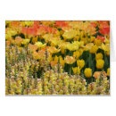 Suche nach snapdragon postkarten Gelb