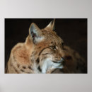 Recherche de de lynx posters Prédateur
