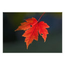 Recherche de acer posters Feuille