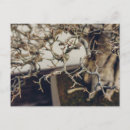 Recherche de bonsaïs cartes postales Chinois